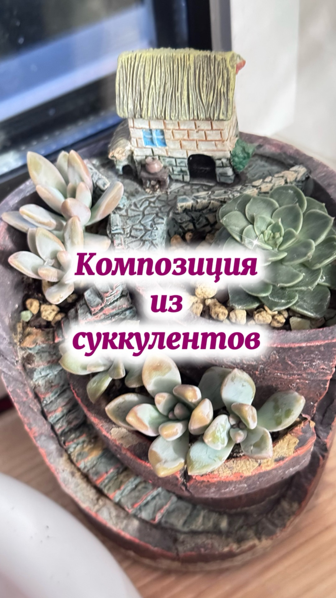 Комнатные растения