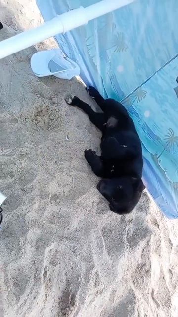 Смешные животные на море