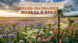 20 растений Сибири в июле: названия, польза и вред.🧐