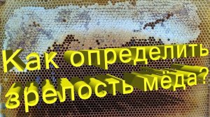 Как определить зрелость меда: главные признаки и методы проверки | Профессор Кашковский 🍯📏