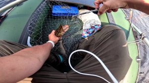Поменял палку и началась «раздача». Долгобродское водохранилище 12.07.2026.