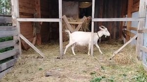 17-07-2026 Друг друга надо выручать / выгуливаю гостью / деревенская жизнь.
