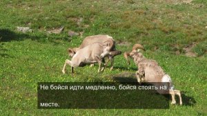 «Картинки для хорошего настроения: яркие и сочные»