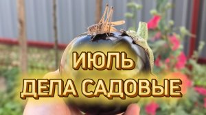 Июль. Дела садовые. Всё под контролем😊