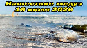 16 июля 2026 Анапу атаковали медузы | Пляж Витязево