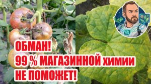 🤫 Секрет раскрыт: почему желтеют огурцы и как избавиться от фитофторы навсегда 🦠✨