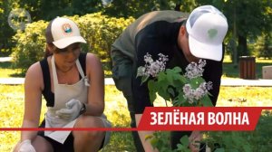 Сразу 10 городов Иркутской области приняли участие в экоакции по высадке деревьев
