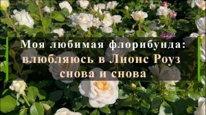 Моя любимая флорибунда: влюбляюсь в Лионс Роуз снова и снова