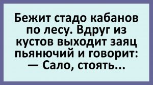 Бежит стадо кабанов по лесу. Вдруг из кустов выходит заяц пьянющих... | Анекдоты смешные | Юмор