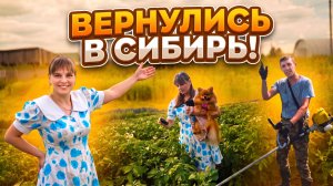 ВЕРНУЛИСЬ В СИБИРЬ, ЗАЕХАЛИ К СЕРЁГЕ В ГОСТИ  ЛИКВИДАЦИЯ ЗАРОСЛЕЙ. Из города в деревню 938 серия