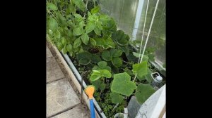Дачные заботы. Распаковка. Колокольчик. Укореняю клубнику.