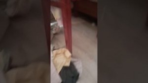 VID_20260717_171707.mp4