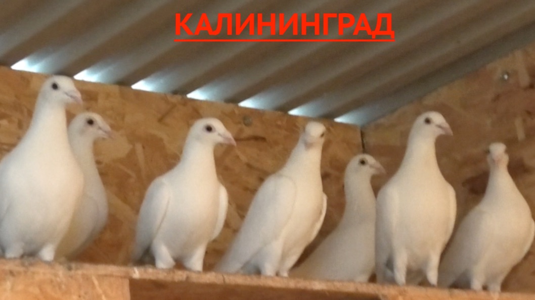 Голуби бойные и спортивные Стадник Андрея в Калининграде! 26г смотреть онлайн