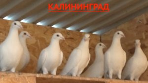 Голуби бойные и спортивные Стадник Андрея в Калининграде! 26г