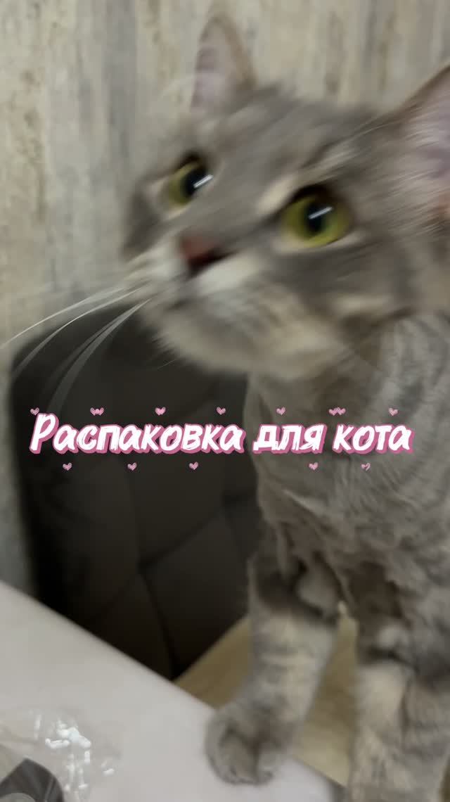 Распаковка для кота 💝
