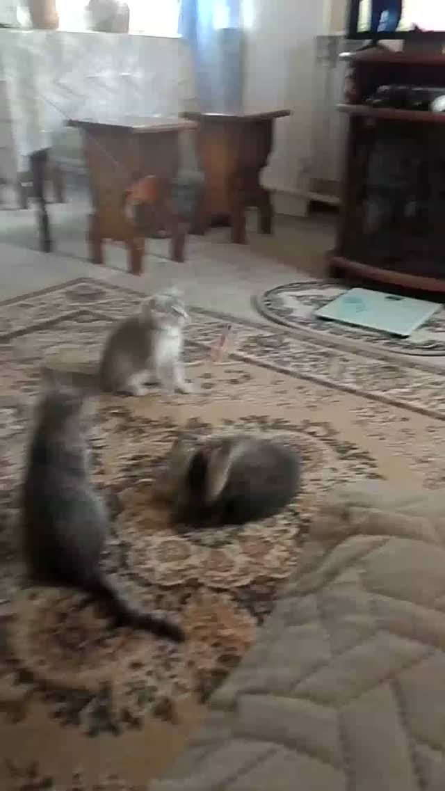 Котятам на корм 2204 2401 2932 6148 озон.🤝👍 смотреть онлайн
