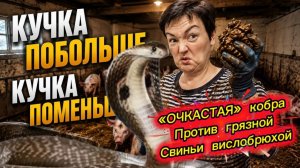 Косноязычная Куча веселит народ😂 «мУнуал»( мАнуал), кобра «очкастая»(очковая), ляп ляп ляп...