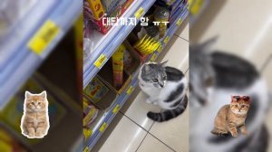 Кошки в Таиланде научились выпрашивать конкретную вкусняшку, чтобы их потом покормили на улице.