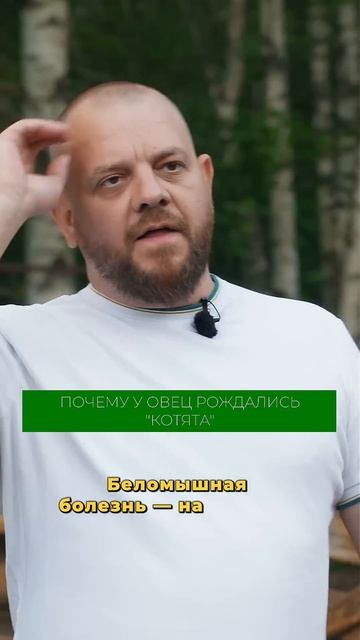Этой ошибки овцеводу нужно избегать! Подробности в полном выпуске на канале! #овцы #овцеводство