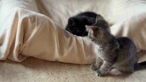 Месси, поделись новой игрушкой! 17-07-2026
