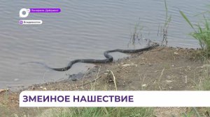 На городских пляжах Владивостока – змеиное нашествие