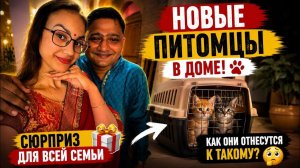 КАК ВЫЖИВАЕТ РУССКОЯЗЫЧНАЯ ЖЕНА В ИНДИИ: Новые питомцы в доме! Сюрприз для всей семьи. Переживаем ..