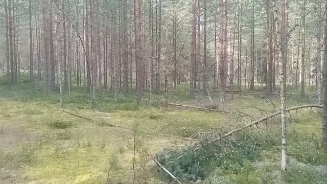 Вологодский лес