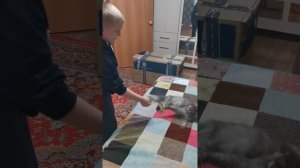 Как играет кот мишка