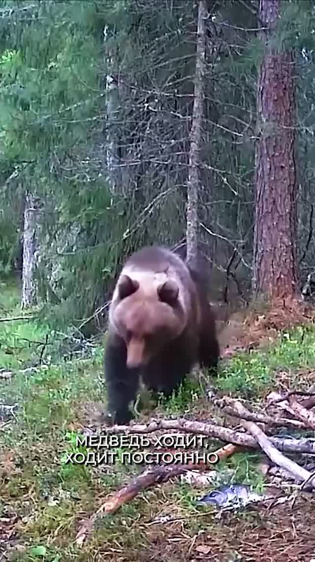 Охота на медведя.
