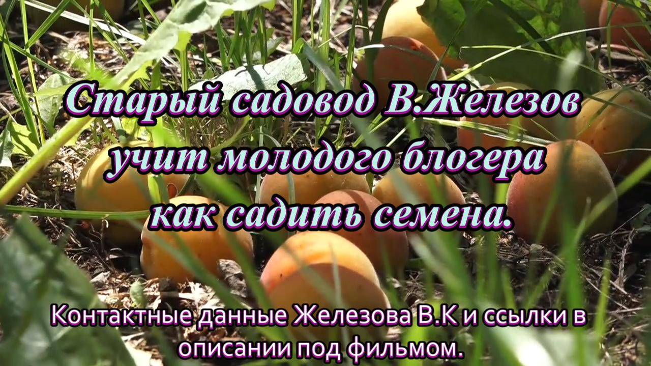 Старый садовод В.Железов учит молодого блогера как садить семена.