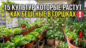 15 Овощей, Которые В Контейнерах Растут Лучше, Чем На Грядке Часть 1