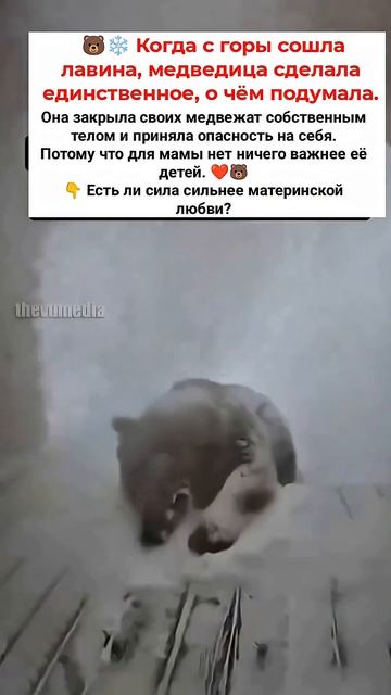 ЛАВИНА НЕСЛАСЬ ПРЯМО НА НИХ… И МЕДВЕДИЦА ЗАКРЫЛА МАЛЫШЕЙ СОБОЙ смотреть онлайн