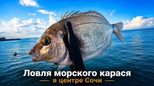 Ловля морского карася в центре Сочи