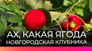 Фермеры и гости новгородских клубничных плантаций восторгаются урожаем