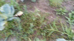 Приступила наводить порядок на огороде после дождей.