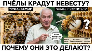 Почему пчёлы «крадут» чужую матку и выращивают её? Отвечает профессор Кашковский 🐝👑