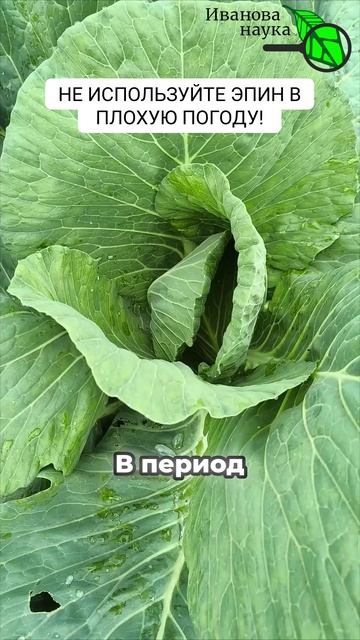 🔥АМИНОКИСЛОТЫ, ДРОЖЖИ, ЯНТАРКА — ЗАБУДЬ! Чем нельзя кормить огород в сырость, чтобы не потерять всё