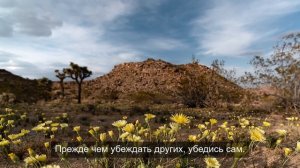 «Яркие краски мира: фоторепортаж о цвете»