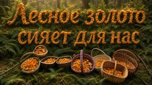 НЕВЕРОЯТНЫЙ УРОЖАЙ ЛИСИЧЕК. Где же найти столько грибов?