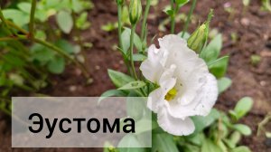 Первая эустома распустилась 😍