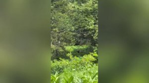 Встреча жительницы Алтая с медведем на тропе в Шерегеше