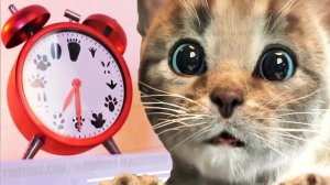 Маленький котенок, мой любимый