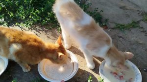 Кошачьи новости🐱😺😽