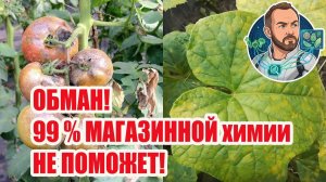 Секрет раскрыт почему желтеют огурцы и как избавиться от фитофторы навсегда 🦠✨