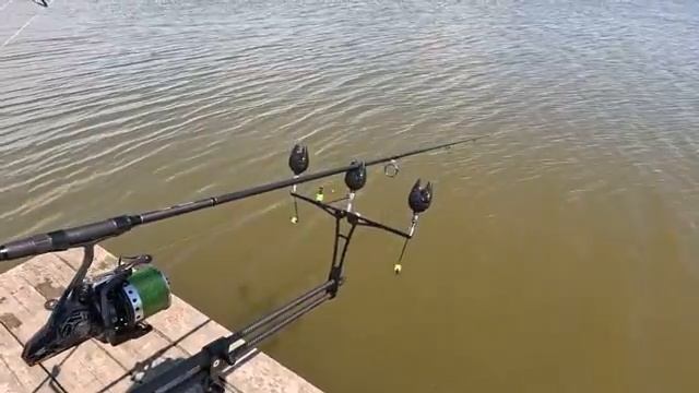 Гигантские карпы обитают в этой реке carpfishing рыбалка