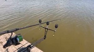 Гигантские карпы обитают в этой реке carpfishing рыбалка