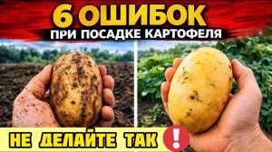 Почему картофель не растет? 6 главных ошибок!
