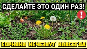 Решил вопрос с Сорняками раз и навсегда! Сделайте это один раз!