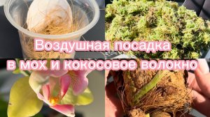 ПЕРЕСАДКА ОрХиДеИ из азиатского мха в российский #орхидеи