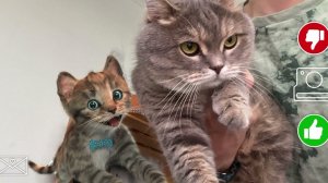 Приключение милого котенка и м